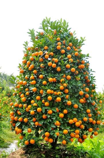 Cây quất ngày Tết Cây quất ngày Tết